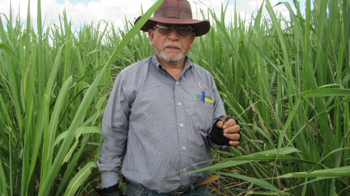 Gobierno del Estado mantiene bajo control la plaga  de langosta