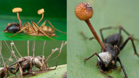 Este es el hongo que convierte a las hormigas es zombie
