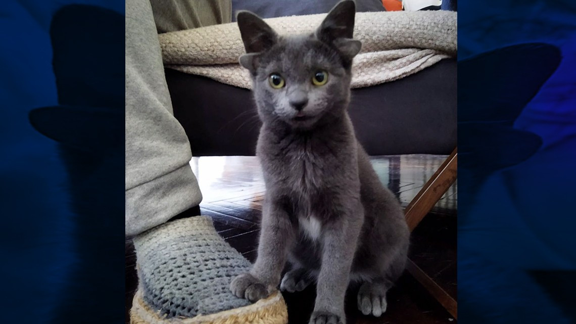 Gatita se hace viral gracias a sus cuatro orejas  