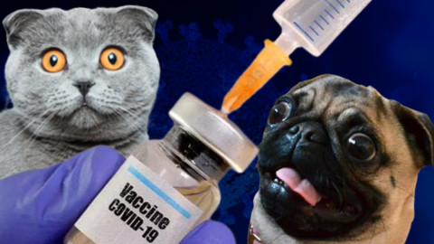 Aprueba Rusia primera vacuna anti COVID-19 para animales