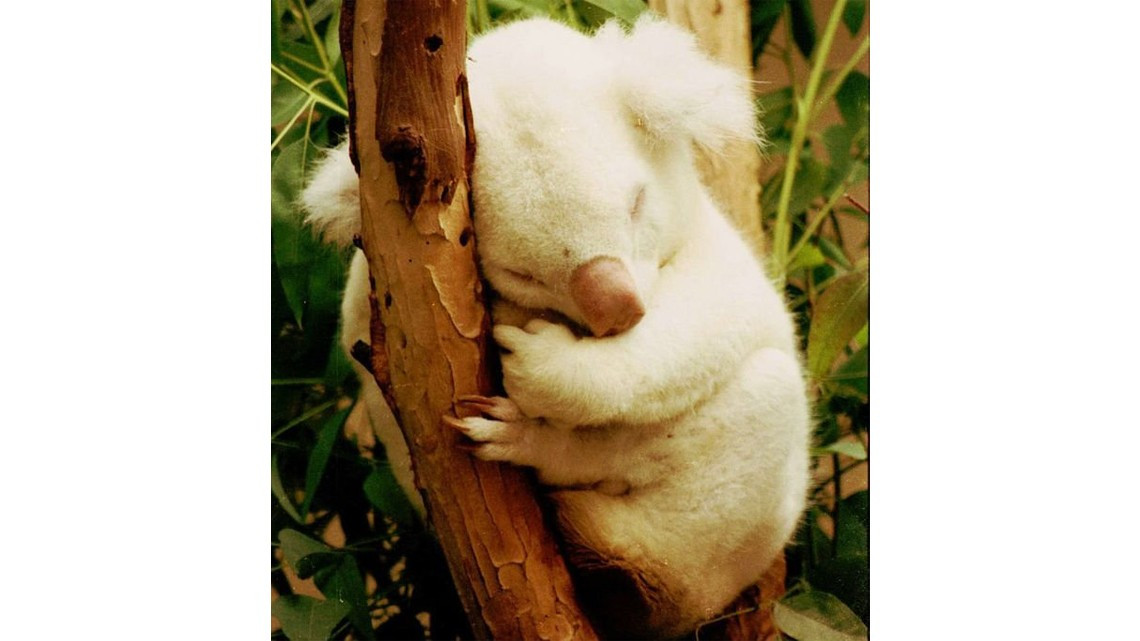 Animales con albinismo