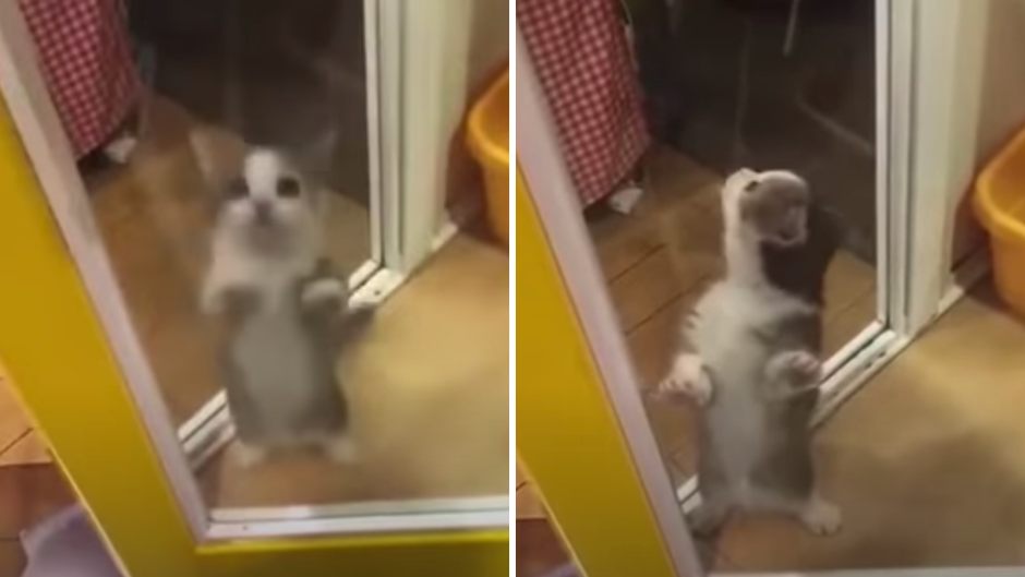 Gatito baila al ritmo de 'Aserejé' 