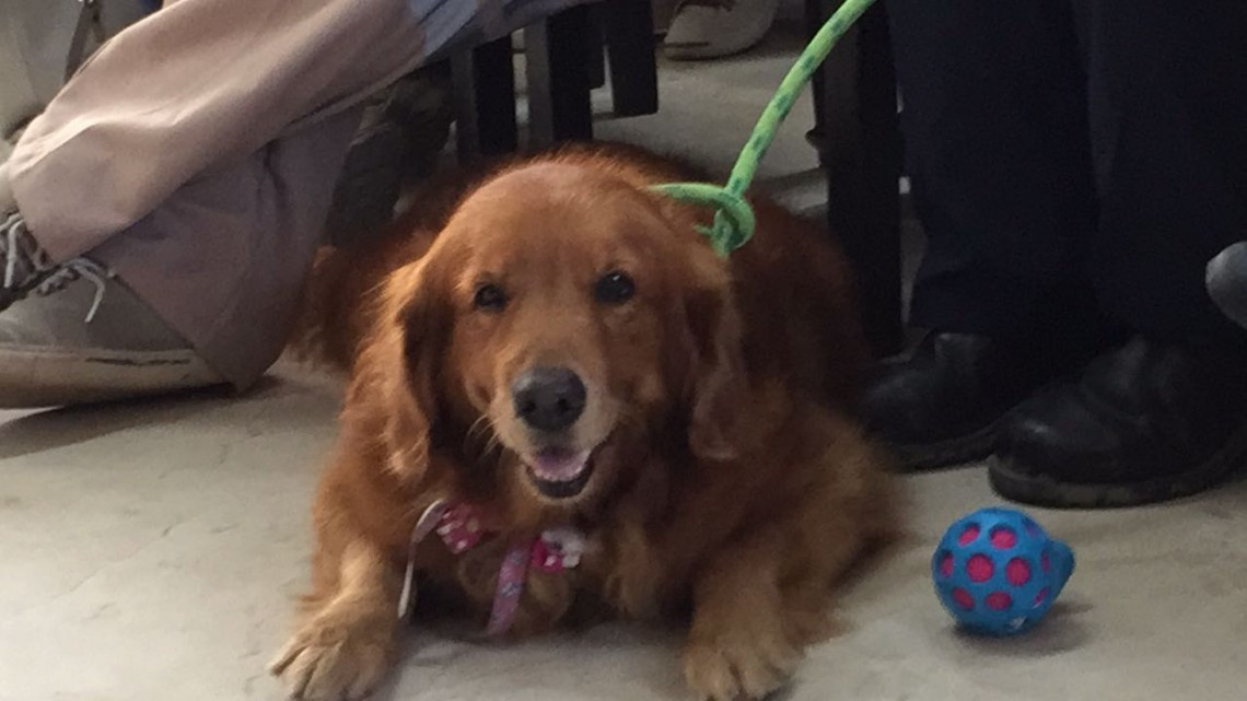 Reciben con honores a Alondra, la perra rescatista