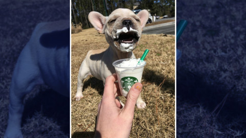 ¿Se te antoja ir a Starbucks? Pues ya podrás llevar a tu mejor amigo también