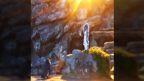 Fallece Grape, un pingüino con una historia de amor sorprendente