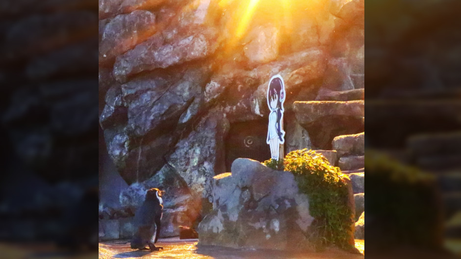 Fallece Grape, un pingüino con una historia de amor sorprendente