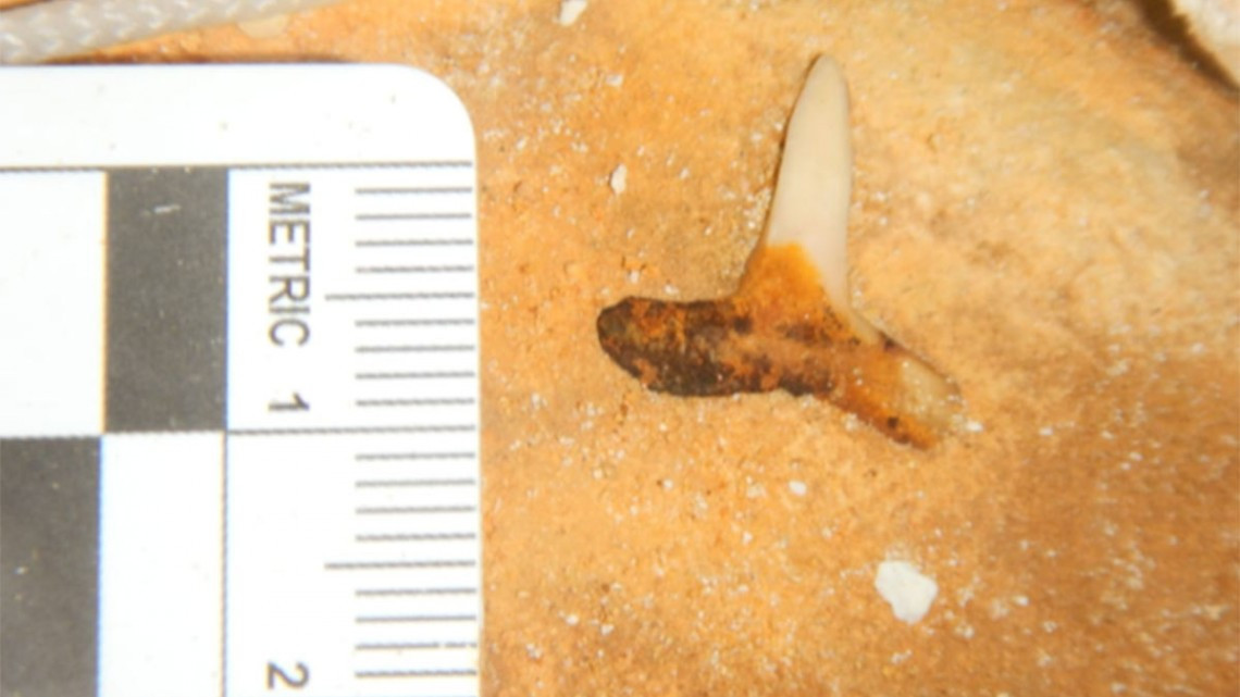 Descubren dientes de tiburón prehistórico, hasta ahora ¡el más grande del mundo!