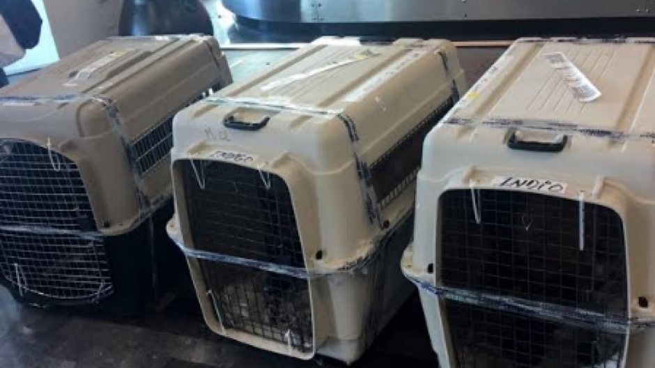 4 canes son donados a través de "Iniciativa Mérida” a la PGJT