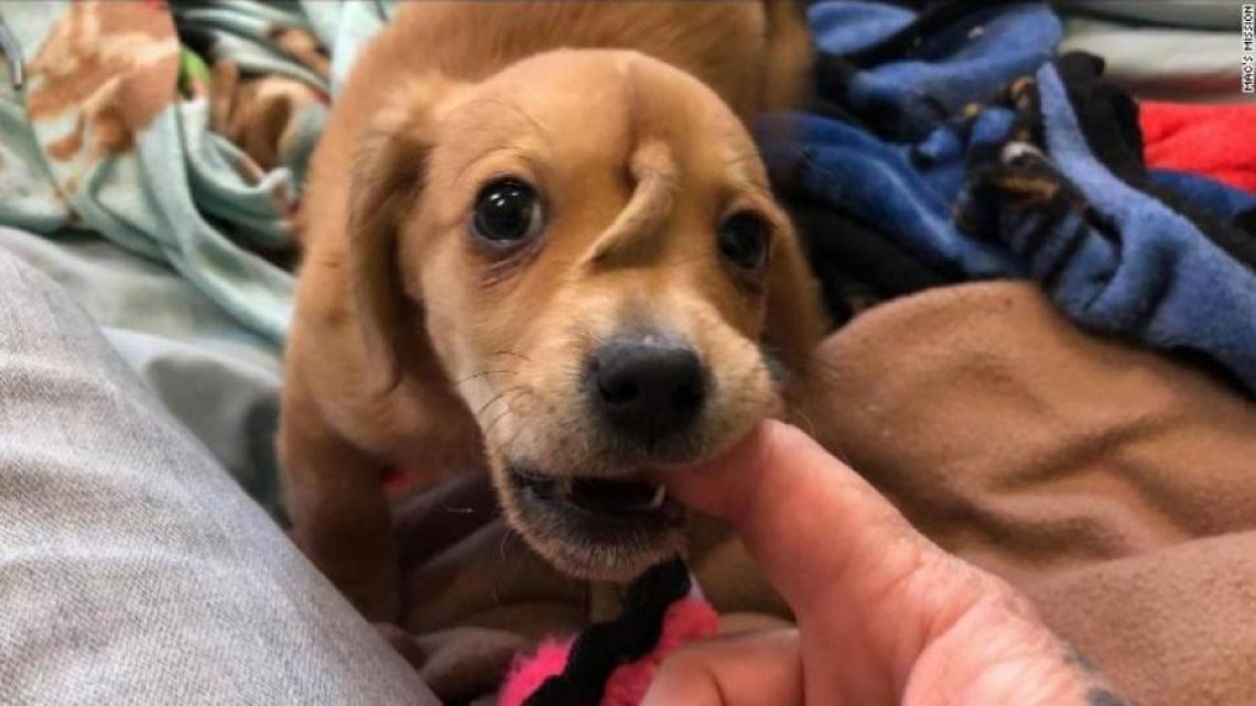 Conoce a ‘Narwhal’, el perrito “unicornio”