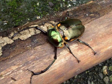 Capturan escarabajo con ¡tentáculos en su cabeza!