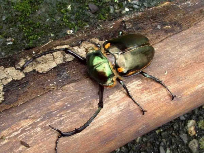 Capturan escarabajo con ¡tentáculos en su cabeza!