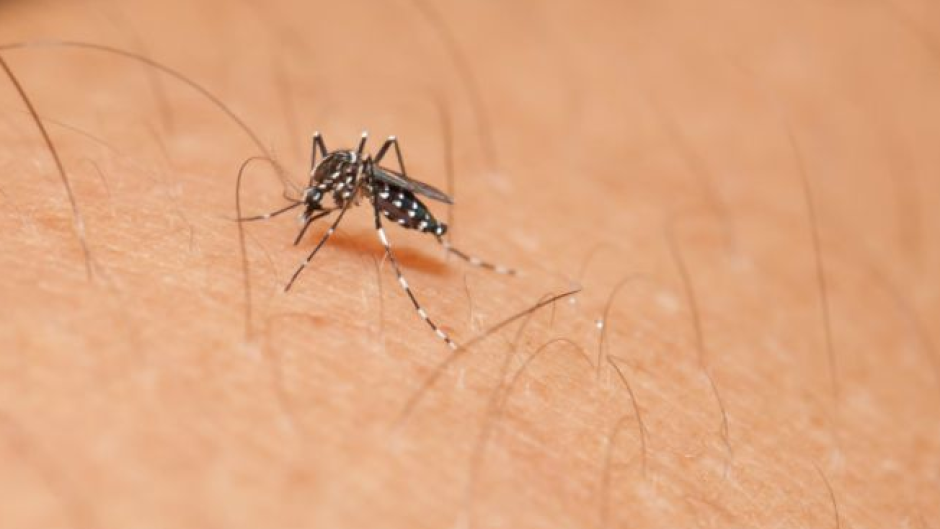 Confirman caso de zika en el Valle de Texas