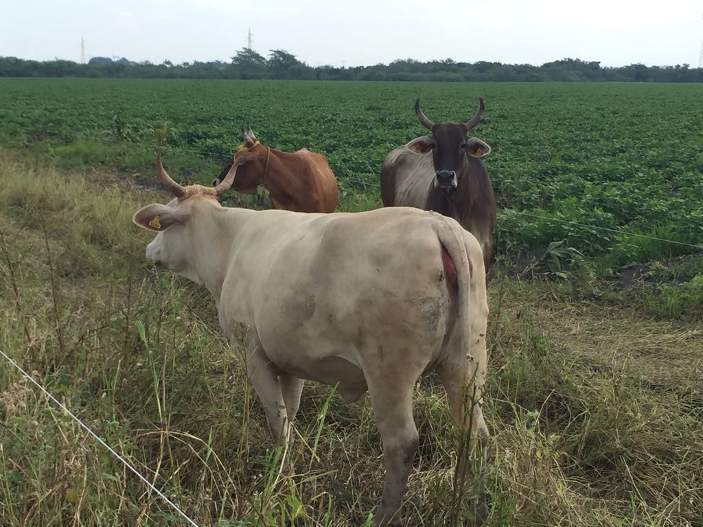 Agricultores y ganaderos mantienen buen desarrollo en Altamira