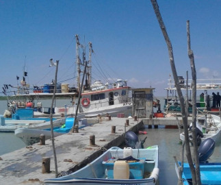 Esperan que se restablezca la veda de camarón