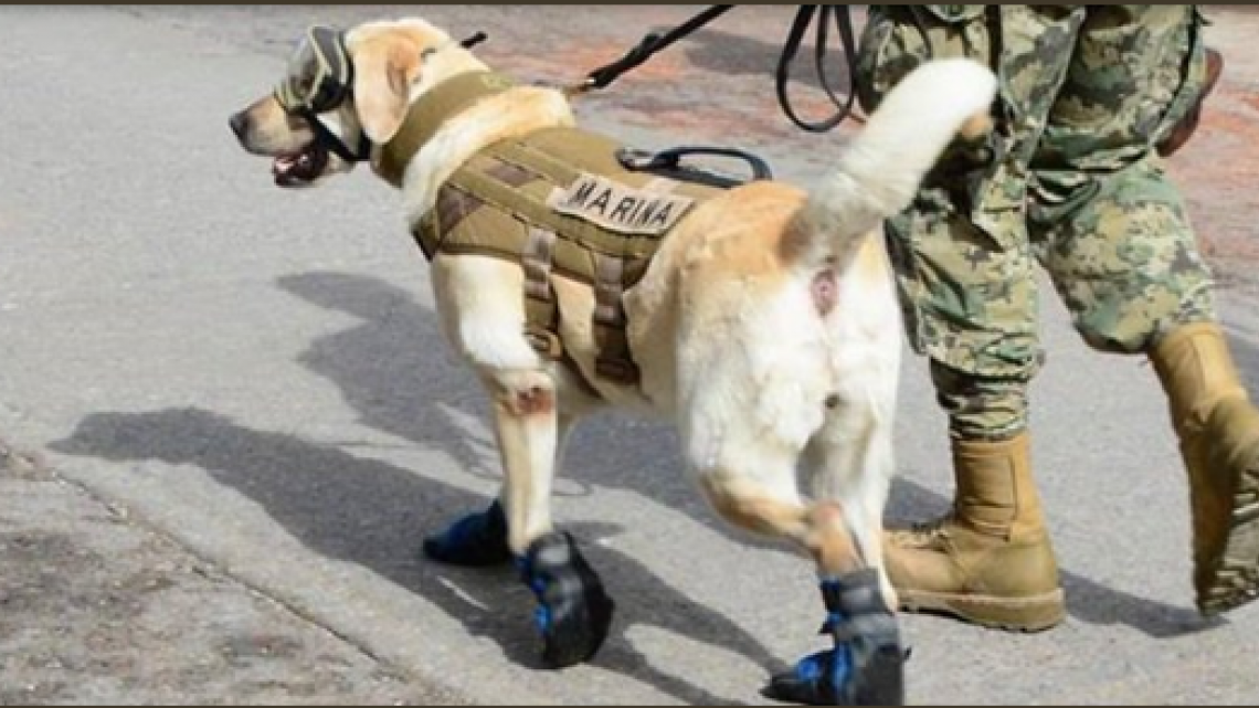 Conoce a Frida, una heroína de cuatro patas