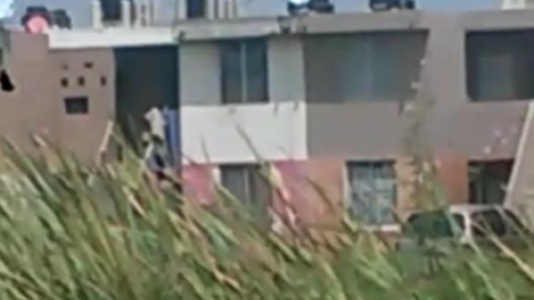 Cola de cocodrilo en un canal pluvial genera asombro entre vecinos 