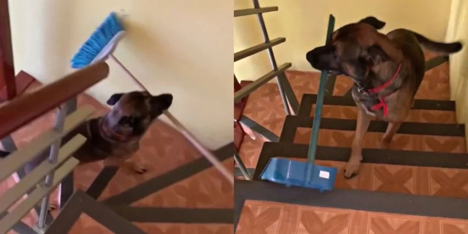 Perrito ayuda a hacer la limpieza del hogar