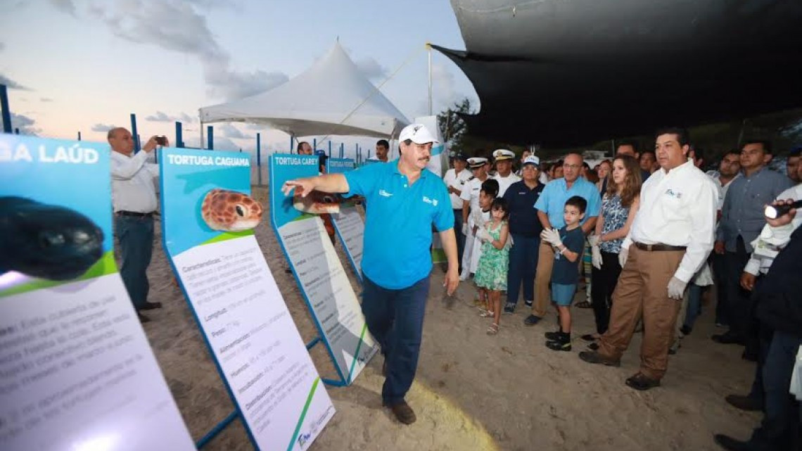 Crías de tortugas lora son liberadas en Soto la Marina