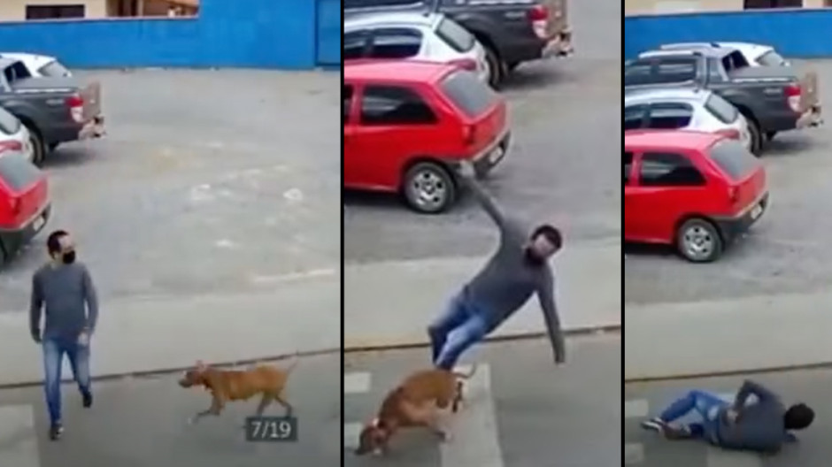 Perro 'atropella' a un hombre mientras cruzaba la calle