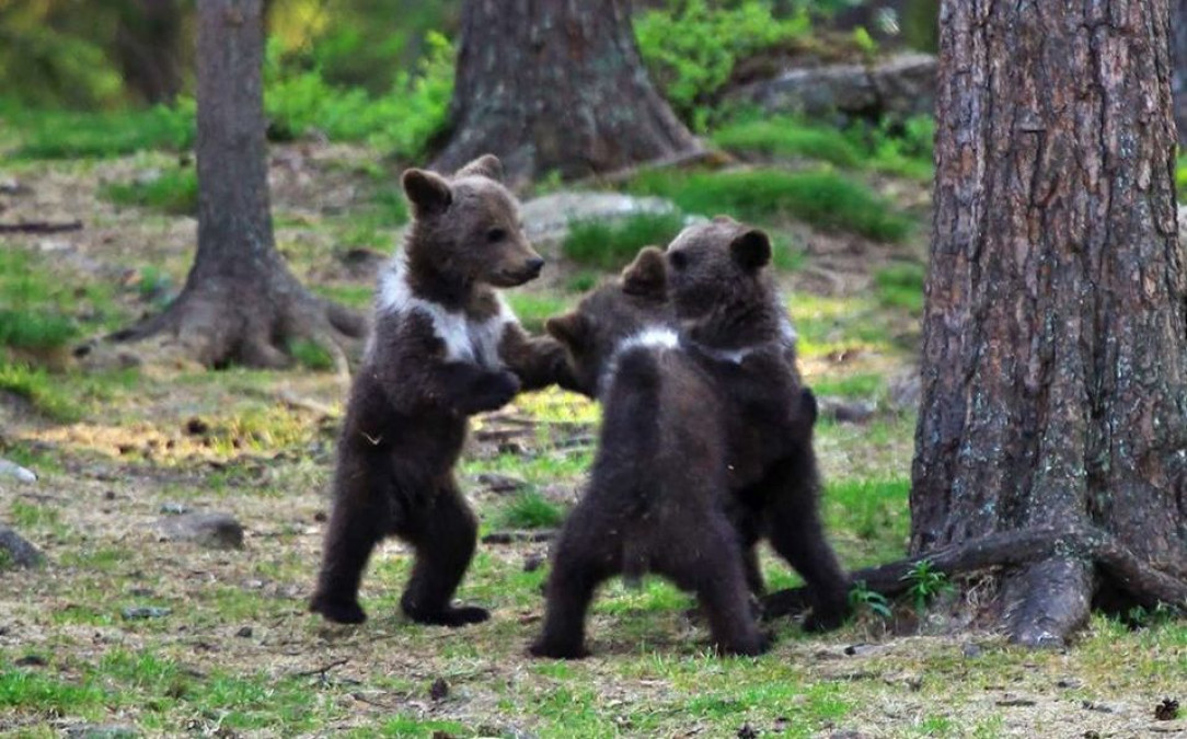 ¡Lo más tierno! Ositos bailarines se roban el corazón de las redes sociales