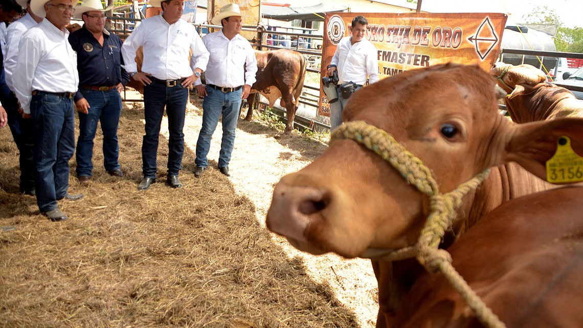 Entregan ganado bovino a productores pecuarios