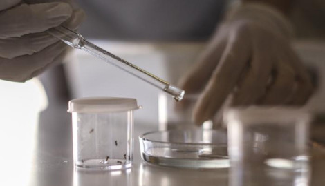 Científicos nicaragüenzes y rusos desarrollan vacuna contra el dengue 