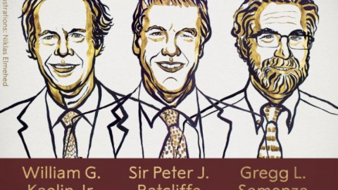 Otorgado el premio Nobel de Medicina a William Kaelin, Gregg Semenza y Sir Peter Ratcliffe