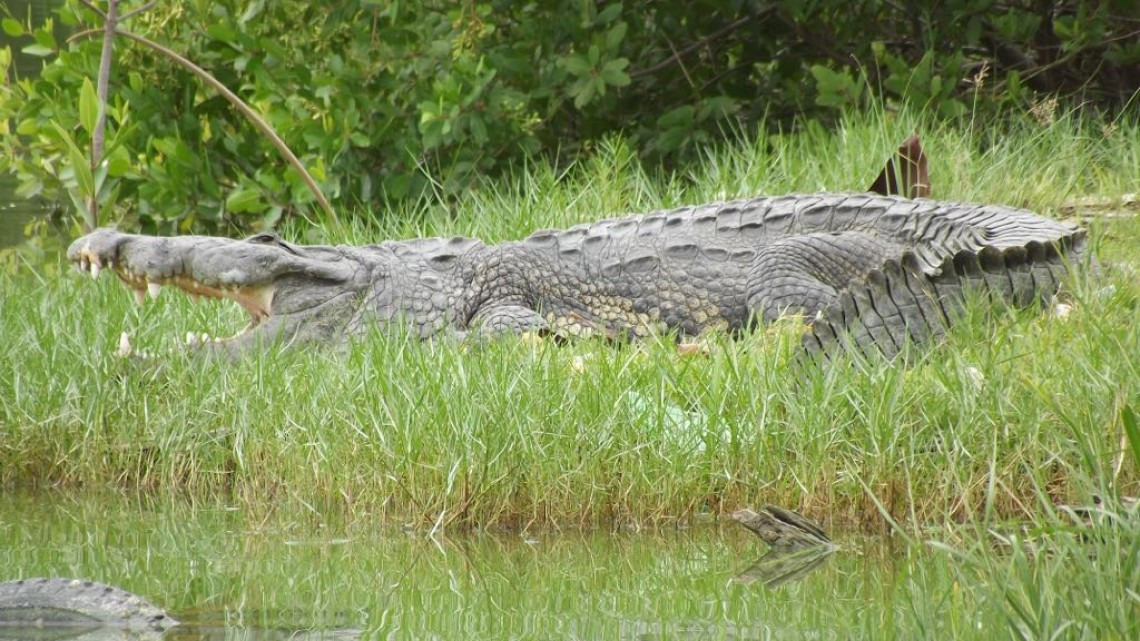 Cocodrilos, peligro constante para pescadores en lagunas 