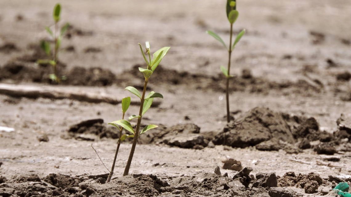 Tres mil plántulas más de Mangle reforestadas en apoyo a la Biodiversidad de Tamaulipas