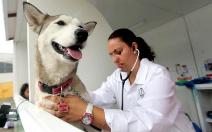  Produce Rusia primer lote de vacunas contra el COVID-19 para animales 