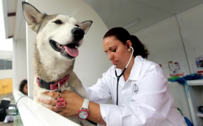  Produce Rusia primer lote de vacunas contra el COVID-19 para animales 