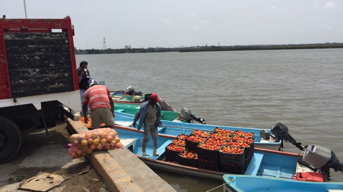 Márgenes del Tamesí, registran buena producción de tomate