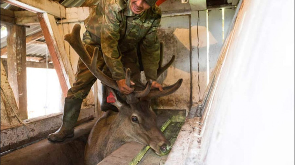 Putin toma varias veces al año baños de sangre 