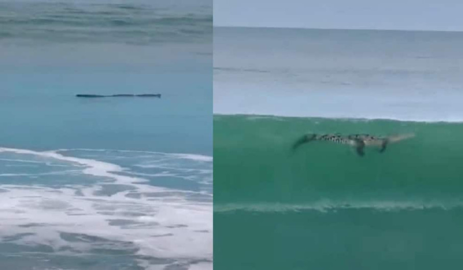 Familia confunde cocodrilo con tronco en la playa de Mazatlán 