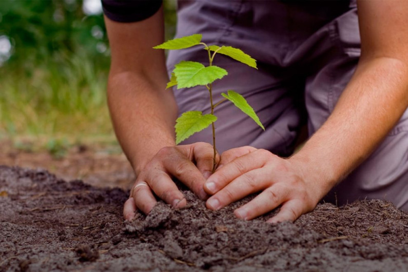 Militares y estudiantes inician campaña para reforestar Nuevo Laredo