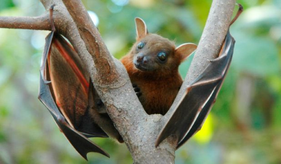 Dan detalles sobre caso de rabia en Soto la Marina