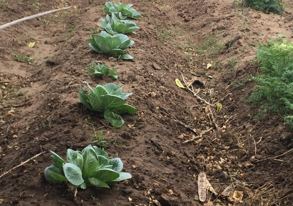 Piden se gestione programa de empleo temporal para favorecer a habitantes del campo