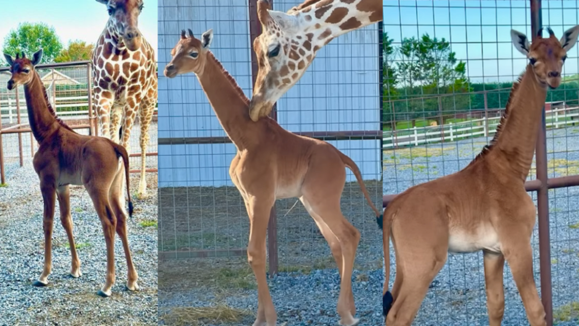  Nace jirafa sin manchas en Estados Unidos; única en el mundo