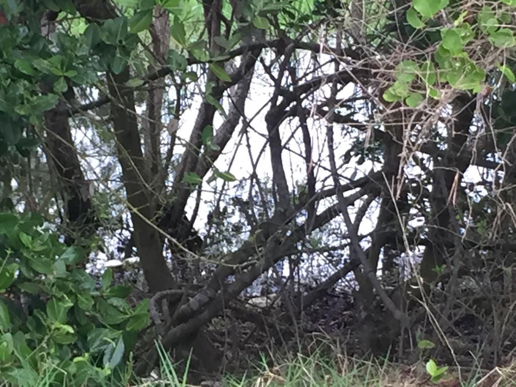 Tala inmoderada amenaza el mangle en Altamira