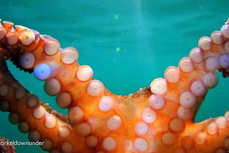 Submarinista captura el momento en que un pulpo se queda atascado en la cúpula de su cámara