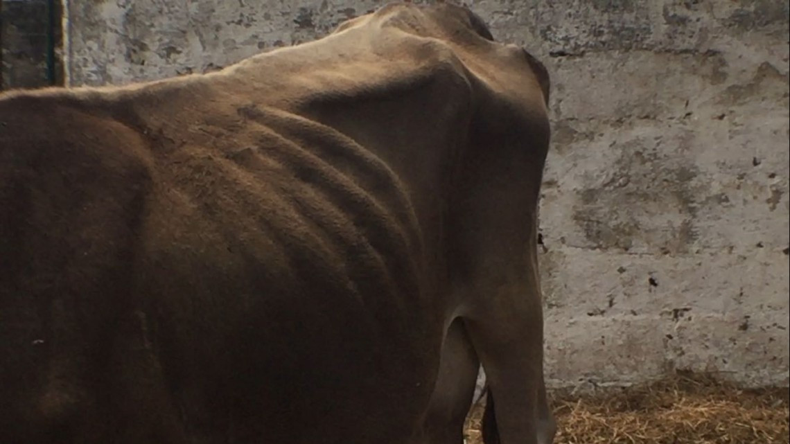 Sequía empieza a afectar a ganaderos de la zona sur de Tamaulipas
