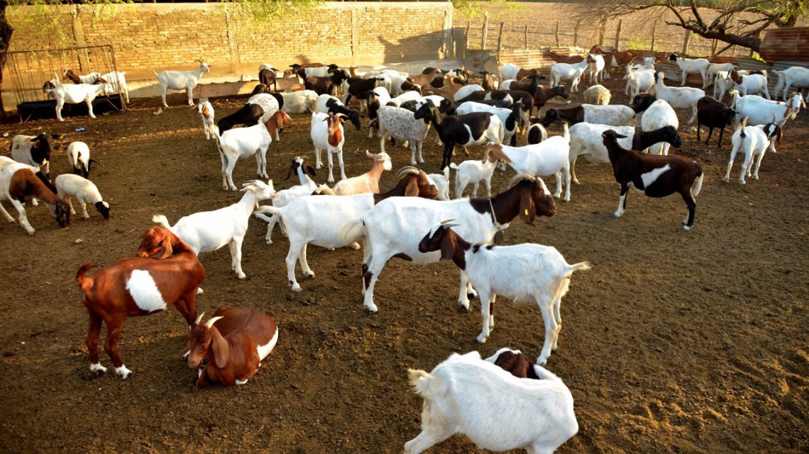 Capacitan a productores caprinos y bovinos