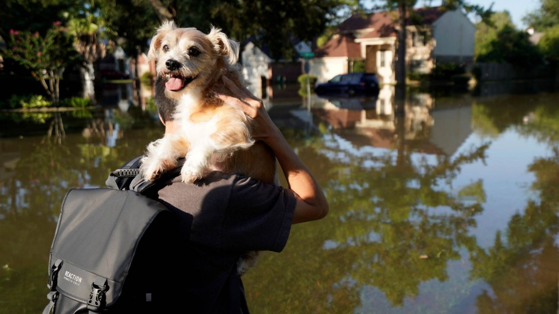Comienza EU rescate de mascotas victimas de ‘Harvey’