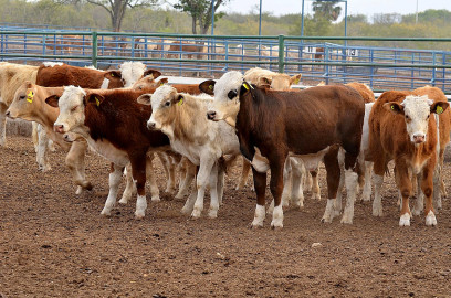 Da inicio el programa "Repoblamiento del Hato Ganadero"