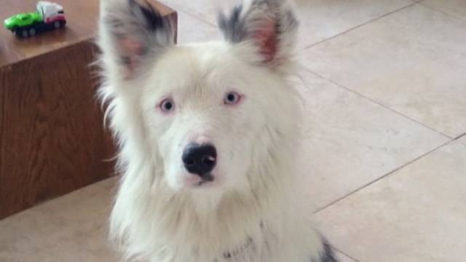 Votante adopta a perrito luego de seguirlo todo el día