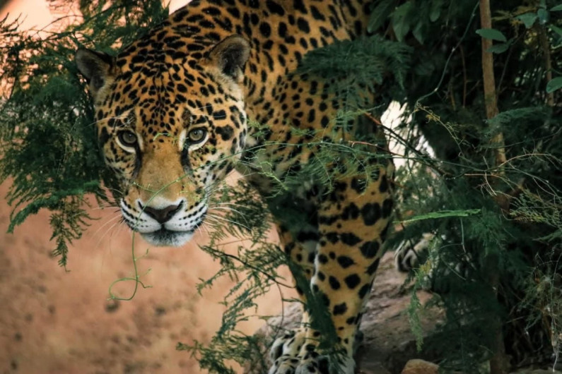 Lanza Comisión de Parques cruzada en pro del jaguar