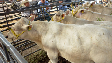 Desarrollo Rural supervisará rastros para garantizar la inocuidad