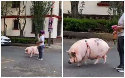 Joven pasea un cerdo en calles de la CDMX