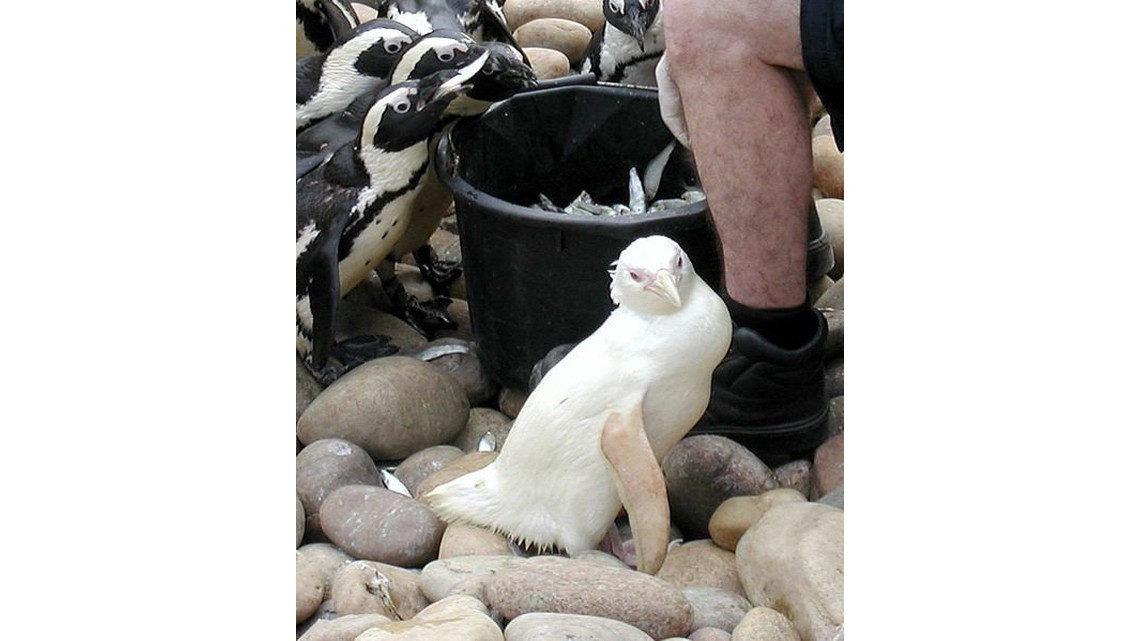 Animales con albinismo