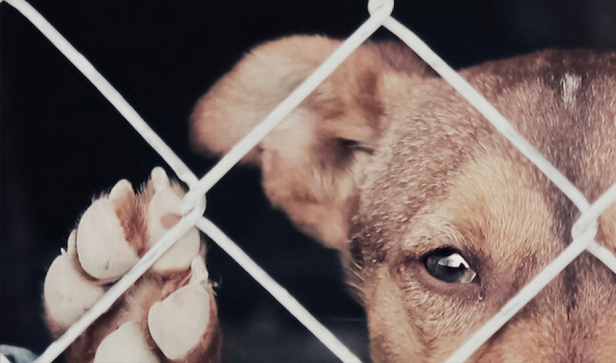 Contemplan hasta 36 horas de arresto por crueldad animal